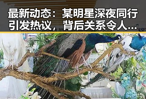 最新动态：某明星深夜同行引发热议，背后关系令人猜测不断